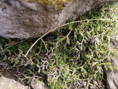 Selaginella dregei