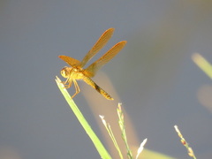 Perithemis electra