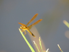 Perithemis electra