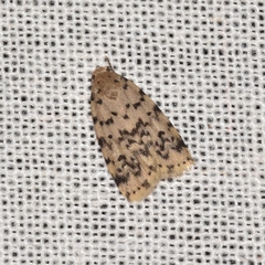 Aemene taprobanis