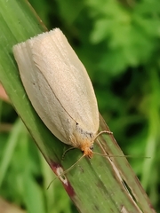 Zelotherses paleana
