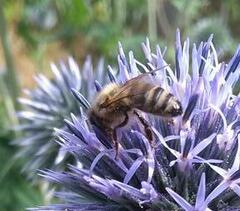 Apis mellifera