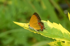 Heliophorini