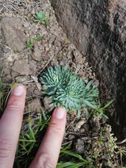 Psammotropha mucronata