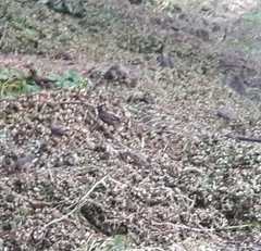 Acridotheres tristis