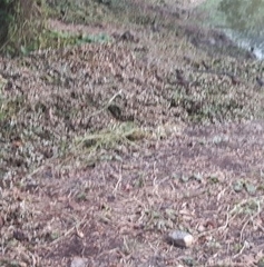 Acridotheres tristis