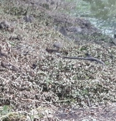 Acridotheres tristis