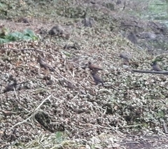 Acridotheres tristis