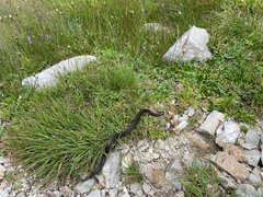 Vipera berus marasso
