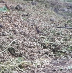 Acridotheres tristis