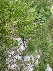 Vipera berus marasso