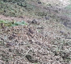 Acridotheres tristis