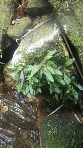 Elaphoglossum spatulatum image