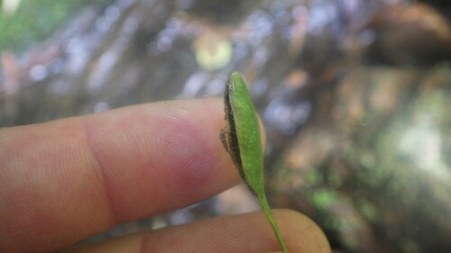 Elaphoglossum spatulatum image