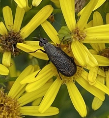 Coremacera marginata