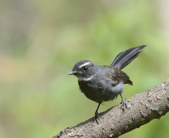 Rhipidura albicollis