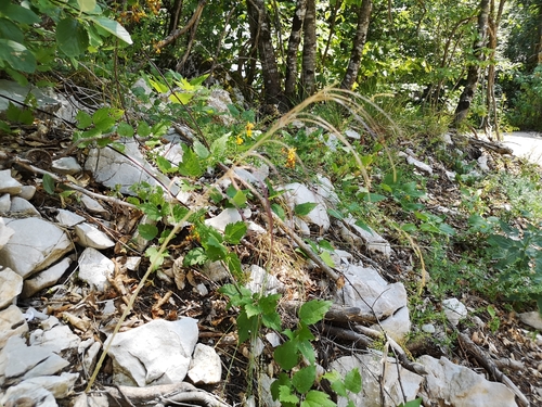 strmobyľka ovisnutá (Pseudoturritis turrita)