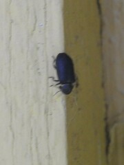 Hadrobregmus pertinax