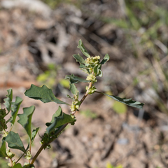 Atriplex muelleri