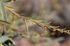 Phyllanthus maderaspatensis