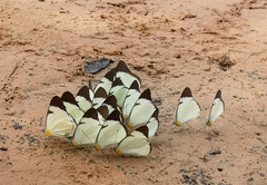 Melete leucadia