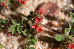 Indigofera linnaei