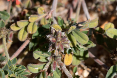 Indigofera linnaei
