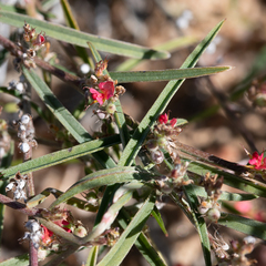 Indigofera linifolia