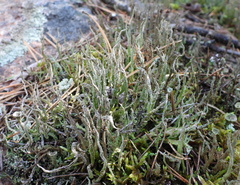 Cladonia cornuta cornuta