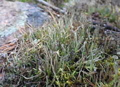 Cladonia cornuta cornuta