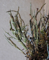 Cladonia cornuta cornuta