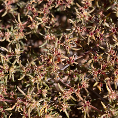 Trianthema triquetrum