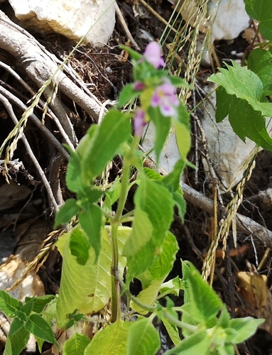 konopnica napuchnutá (Galeopsis tetrahit)