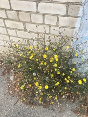 Crepis foetida rhoeadifolia