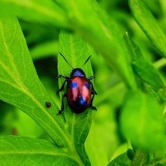 Platycorynus pyrophorus