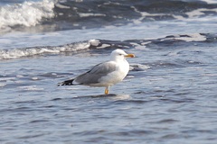 Larus michahellis