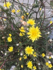Crepis foetida rhoeadifolia