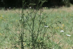 Peucedanum alsaticum