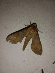 Xylophanes rhodocera