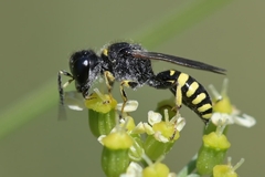 Ectemnius lapidarius