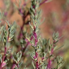 Neobassia proceriflora