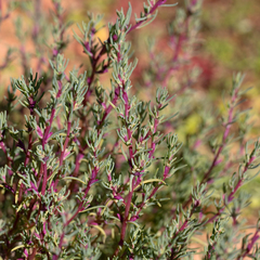 Neobassia proceriflora
