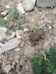 Bufotes latastii