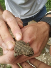Bufotes latastii