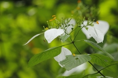 Mussaenda roxburghii
