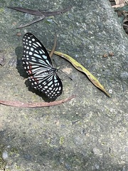 Hestina assimilis formosana