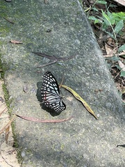 Hestina assimilis formosana