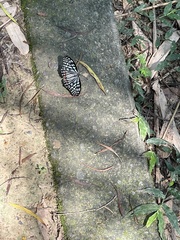 Hestina assimilis formosana