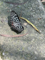 Hestina assimilis formosana