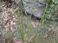 Anarrhinum bellidifolium